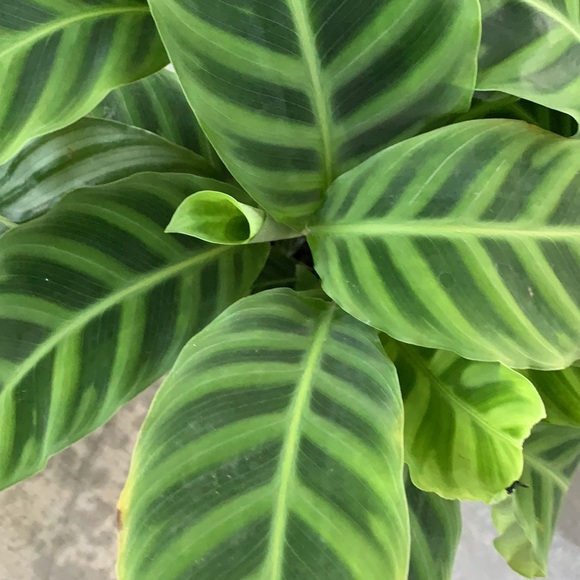 There BIG💥Calathea zebras 🪴🪴💥😻 - Picture 4 of 6